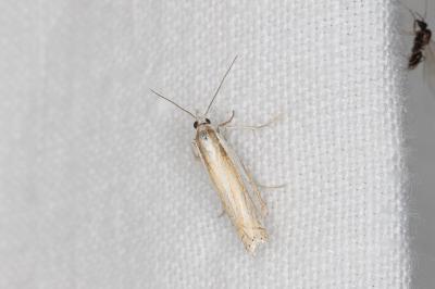 <i>Crambus pratella</i>