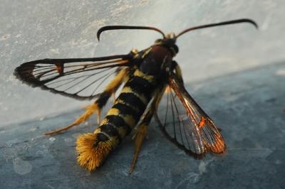 <i>Synanthedon vespiformis</i>