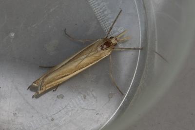 <i>Ancylolomia tentaculella</i>