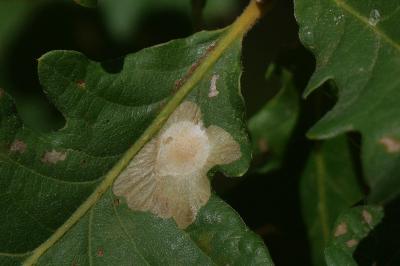 <i>Tischeria ekebladella</i>