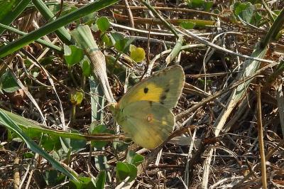 <i>Colias crocea</i>