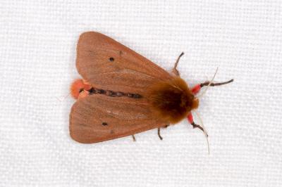 <i>Phragmatobia fuliginosa</i>