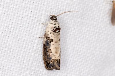 <i>Hedya salicella</i>
