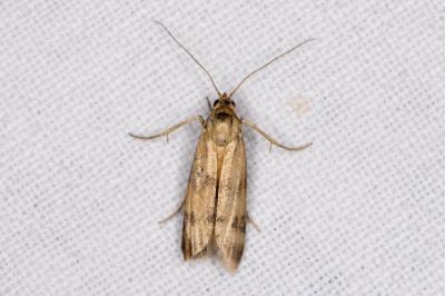 <i>Homoeosoma sinuella</i>