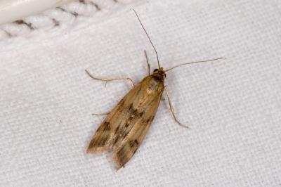 <i>Homoeosoma sinuella</i>
