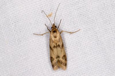 <i>Homoeosoma sinuella</i>