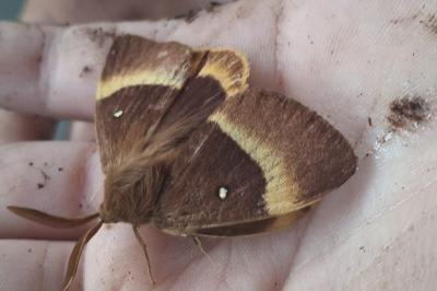 <i>Lasiocampa quercus</i>