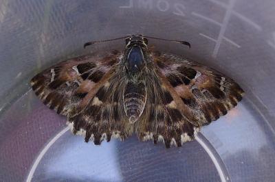 <i>Carcharodus alceae</i>