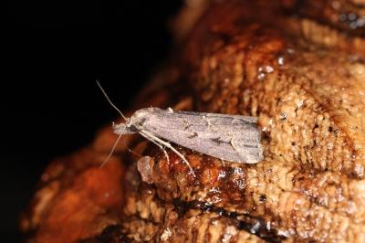 <i>Schrankia costaestrigalis</i>