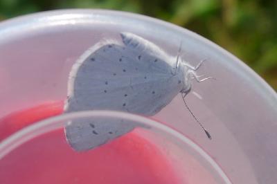 <i>Celastrina argiolus</i>