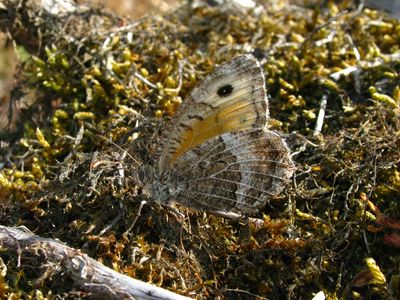<i>Arethusana arethusa</i>