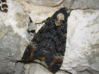 <i>Acherontia atropos</i>