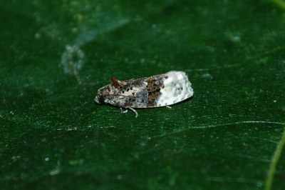Apotomis betuletana