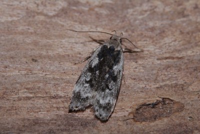 Anacampsis blattariella