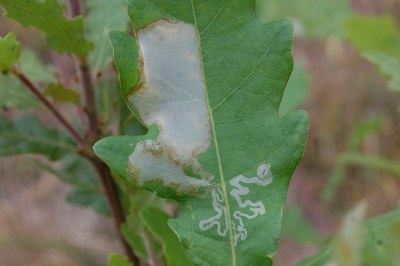 Acrocercops brongniardella