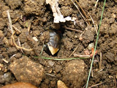 Agrius convolvuli