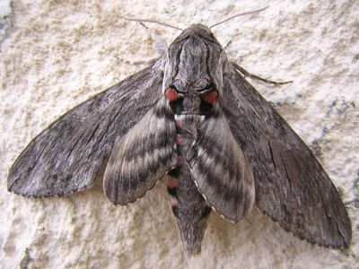 Agrius convolvuli