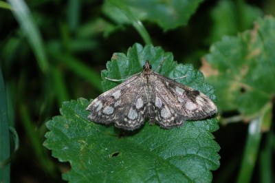 Anania coronata
