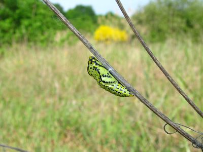 <i>Aporia crataegi</i>