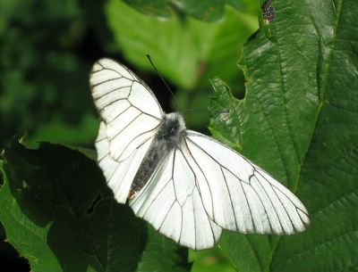 <i>Aporia crataegi</i>