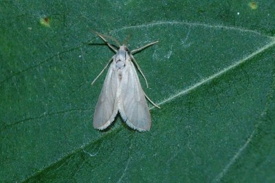 Acentria ephemerella