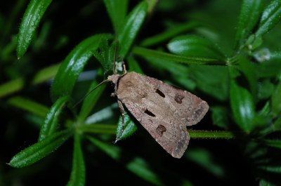 Agrotis exclamationis
