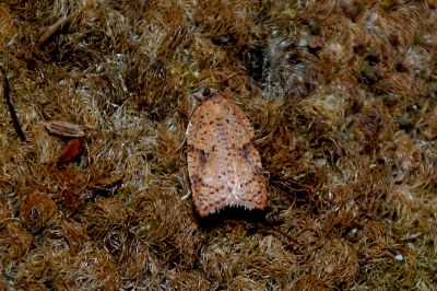 Acleris ferrugana