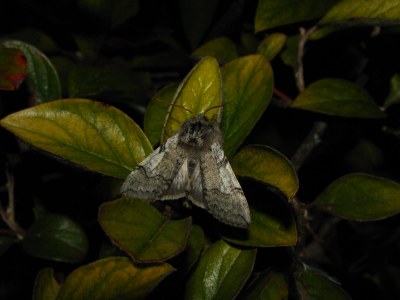 <i>Achlya flavicornis</i>