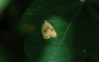 <i>Acleris forsskaleana</i>