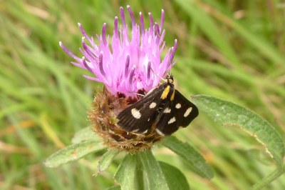 Anania funebris