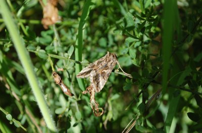 <i>Autographa gamma</i>