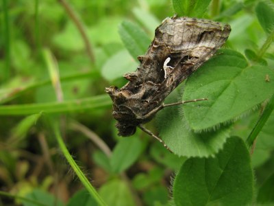 Autographa gamma