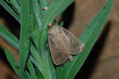 Lenisa geminipuncta