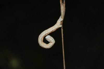 Aspitates gilvaria