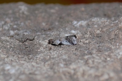 Acrobasis glaucella