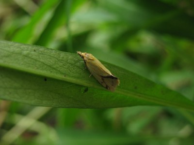 Agapeta hamana