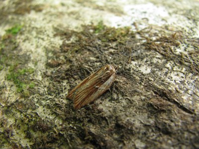 Acleris hastiana