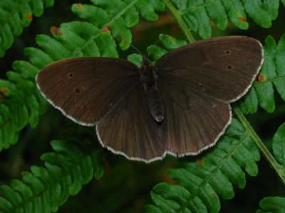 Aphantopus hyperantus