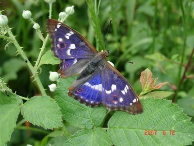 <i>Apatura ilia</i>
