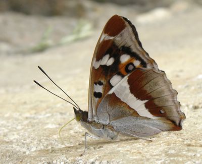 <i>Apatura iris</i>