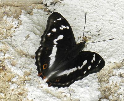 <i>Apatura iris</i>