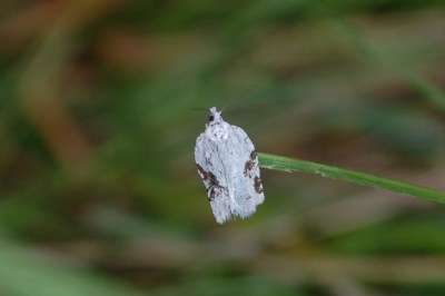 Acleris kochiella