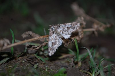<i>Agriopis leucophaearia</i>