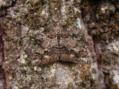 <i>Agriopis leucophaearia</i>