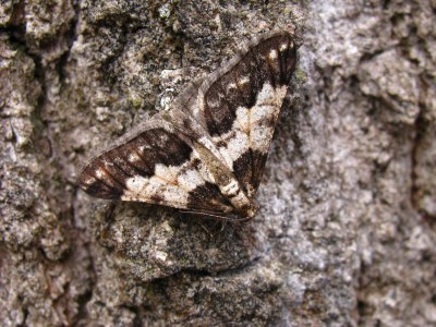 <i>Agriopis leucophaearia</i>