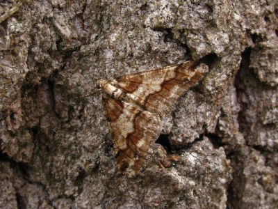 <i>Agriopis leucophaearia</i>