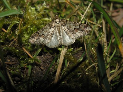 <i>Agriopis leucophaearia</i>