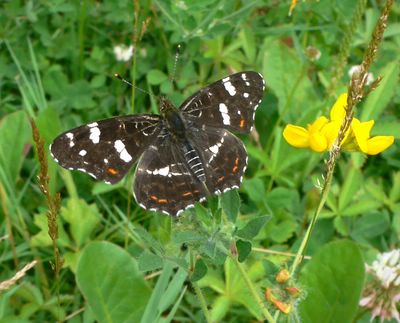 <i>Araschnia levana</i>