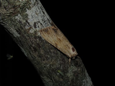 Apamea lithoxylaea