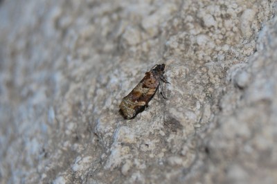 Argyrotaenia ljungiana